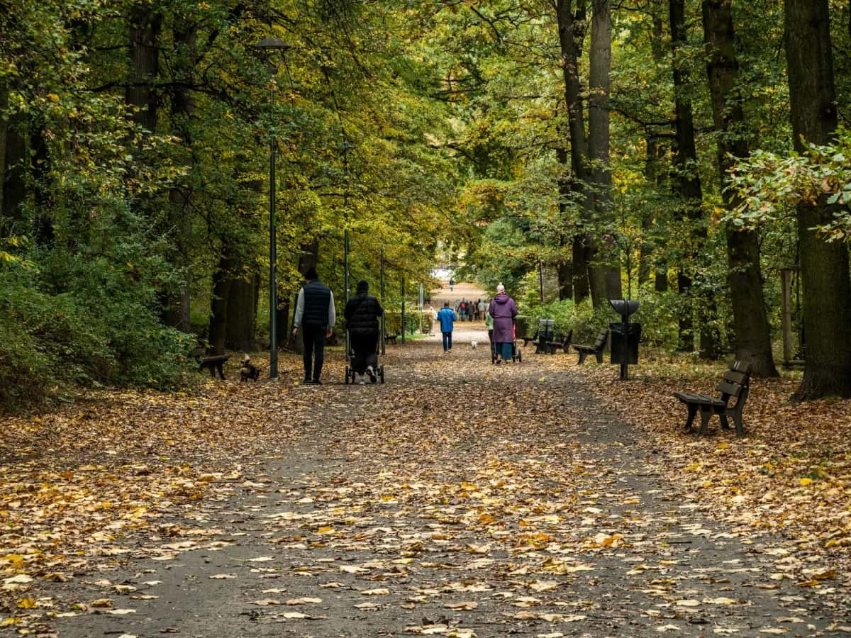 Large allée de parc couverte de feuilles, bordée de hauts arbres et de bancs, quelques promeneurs et une poussette au fond