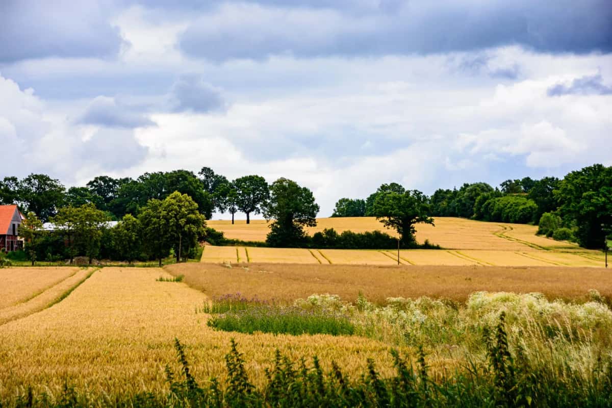 Champ de blé mûr bordé de haies et de bosquets, sous un ciel de nuages blancs