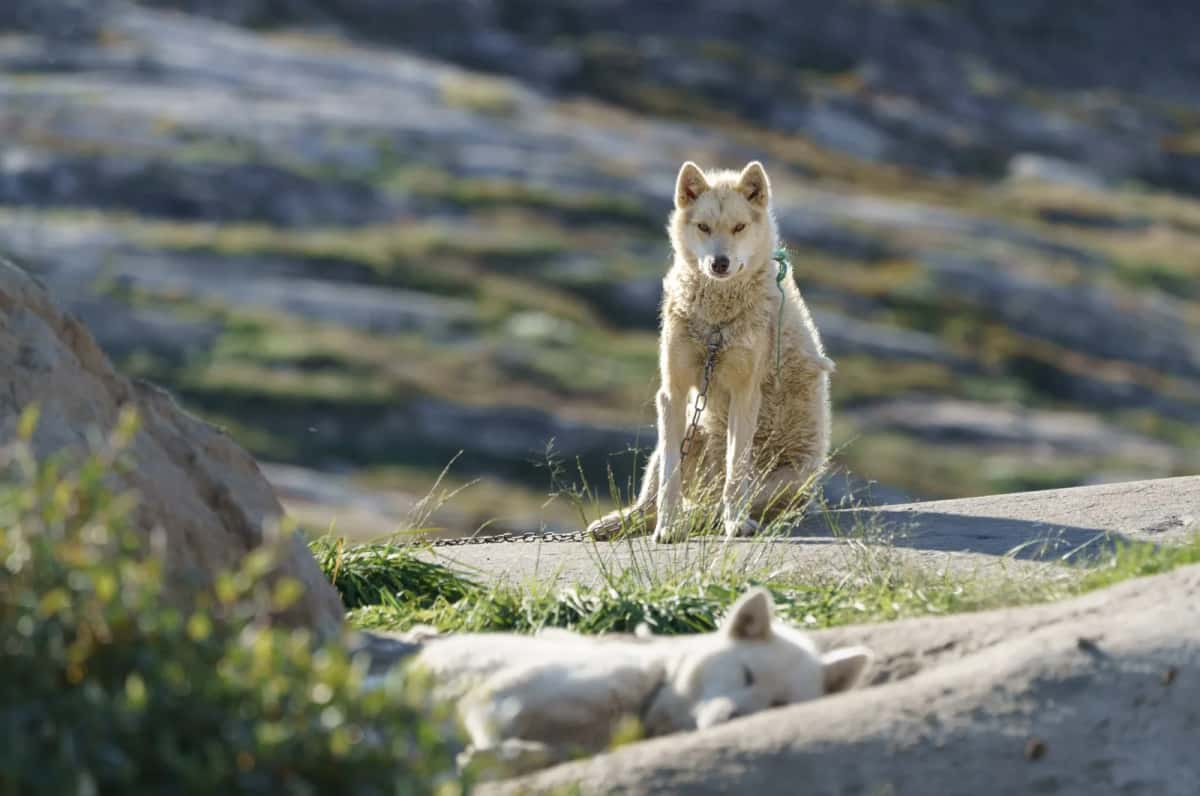 Chien de traîneau au pelage clair debout sur la toundra rocheuse, un chiot couché à ses pieds