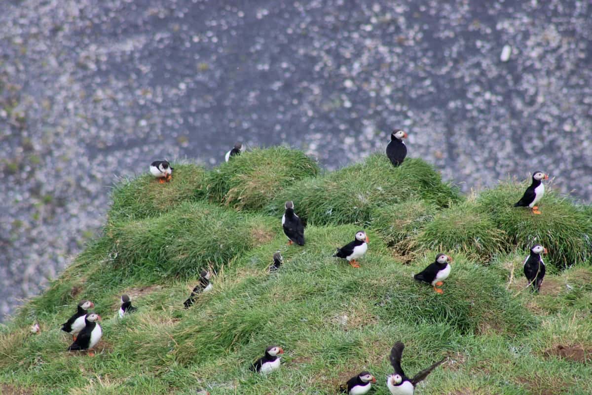 Une vingtaine de macareux moines posés sur un talus d'herbe au bord d'une falaise, au-dessus d'une paroi de roche sombre