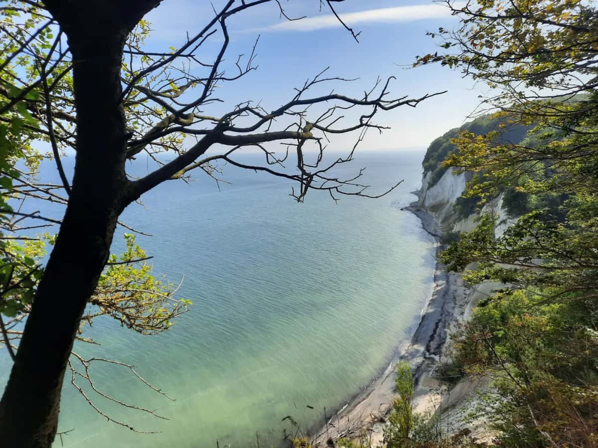 Falaise de craie blanche vue depuis le rebord boisé de Møns Klint, branches de hêtre au premier plan et eau turquoise en contrebas