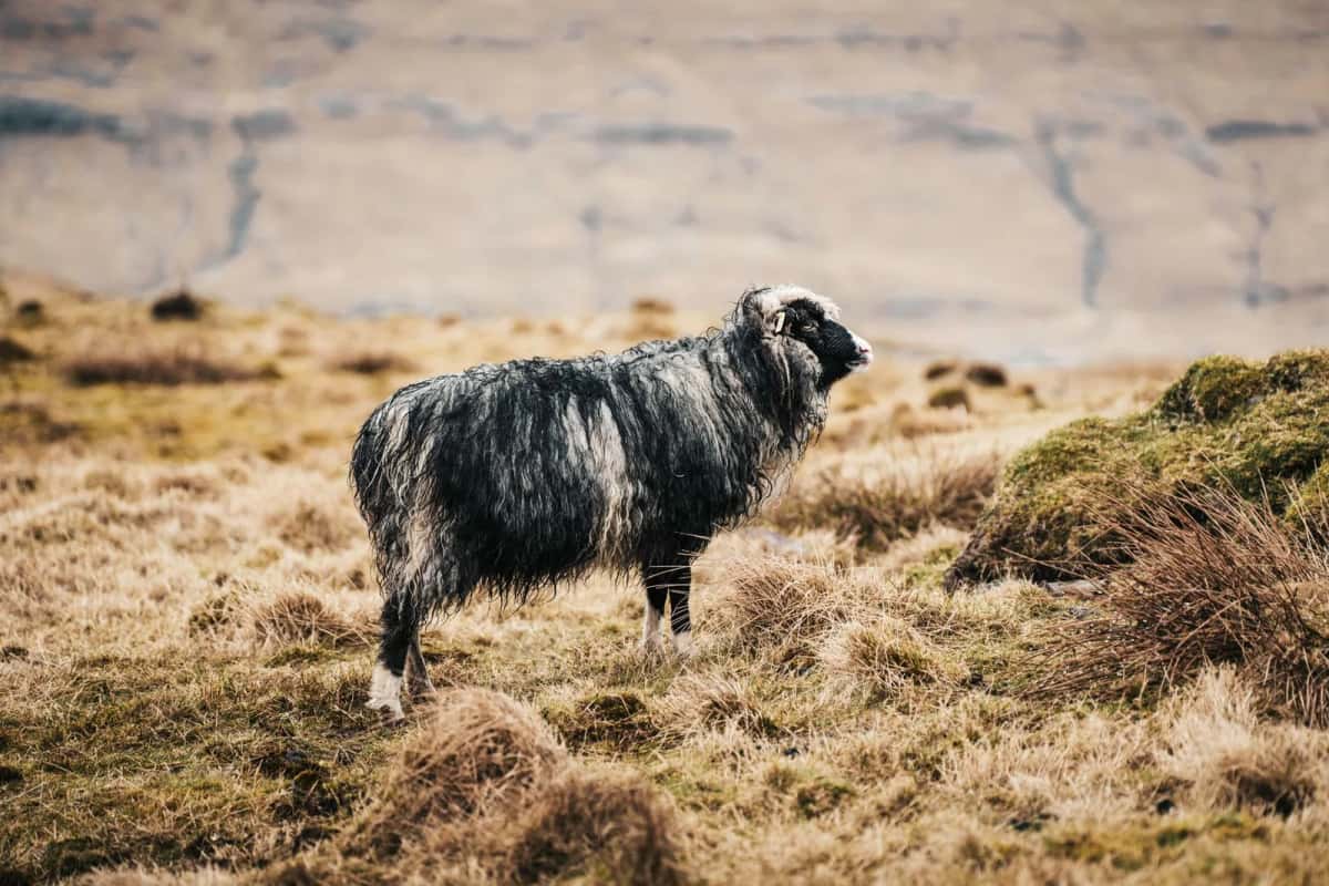 Mouton à la toison noire et blanche broutant une herbe rase et sèche, devant une paroi rocheuse claire